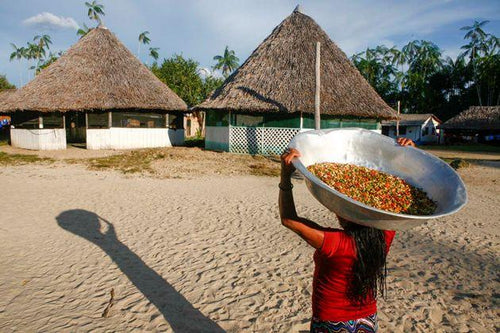 Sistema Agrícola Tradicional do Rio Negro - TUCUM